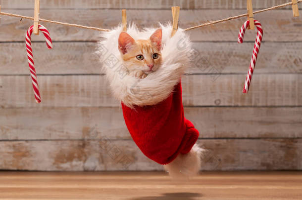 蓬松的圣诞礼物-可爱的<strong>胖胖</strong>的小猫躺在桑塔里 