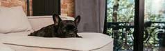 法国黑色牛头犬躺在客厅沙发上看着相机的全景照片 