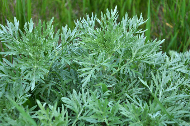 苦艾草（青蒿素类苦艾草）灌木生长在野外