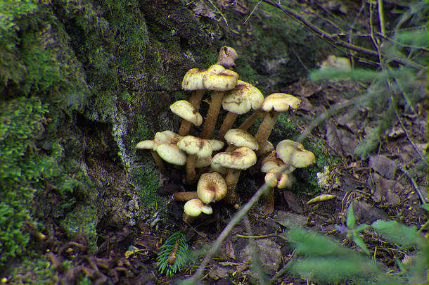 靠近青苔树桩的蘑菇家族