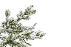 圣诞树（云杉）的树枝覆盖着白霜，雪白的背景上有文字的空间