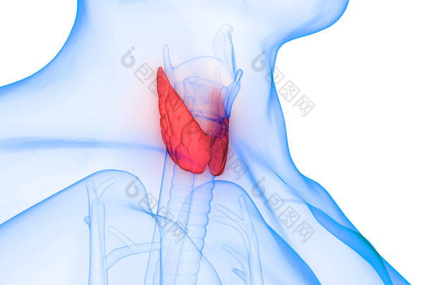 甲状腺腺体解剖中的人体腺体小叶.3D