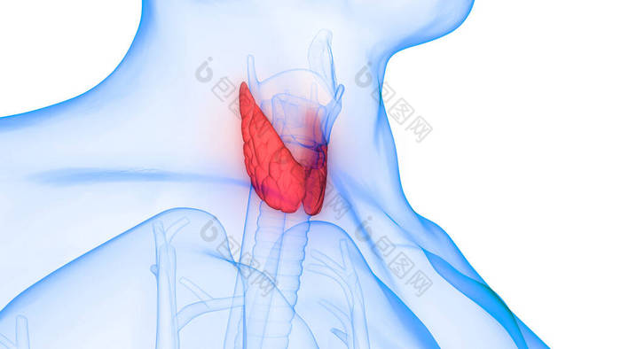 甲状腺腺体解剖中的人体腺体小叶.3D