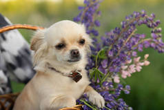 小狗在衣领坐在柳条篮子与鲜花