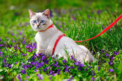 小猫在草地上戴着紫罗兰色的花朵