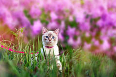 小猫走在草地上, 对盛开的丁香灌木
