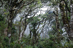 云中的丛林。令人惊叹的风景。斯里兰卡。霍顿平原国家公园。美妙的景色