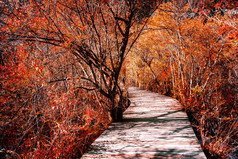 穿越风景区落红树林的木板桥。森林景观