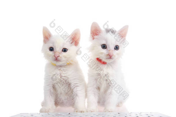 两只毛茸茸的白猫，头戴亮晶晶的项圈，<strong>坐在</strong>白色的表面上，面<strong>前</strong>有<strong>电脑</strong>键盘，与白色背景隔离.