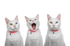 近照三只白猫，色彩斑斓，眼神古怪，脖子上戴着粉色铃铛。一个直视观众，一个打呵欠，一个怒气冲冲地直视观众.
