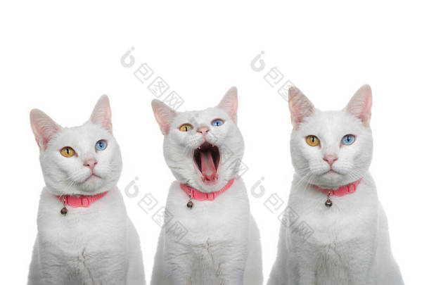 近照三只<strong>白猫</strong>，色彩斑斓，眼神古怪，脖子上戴着粉色铃铛。一个直视观众，一个打呵欠，一个怒气冲冲地直视观众.