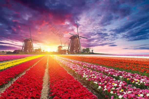 从鹿特丹运河<strong>通往</strong>荷兰风车的道路。荷兰。荷兰