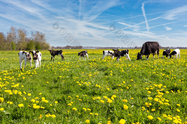 母牛与新生犊牛在草甸与黄色的蒲公英