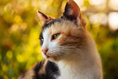 印花布猫肖像拍摄