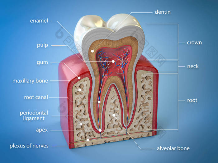 牙齿解剖。人齿的横截面与信息