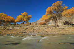 黄叶白杨树在玉林河昏暗的水面上，在X272县道旁，清澈的蓝天下，通到玉林寺洞中。甘肃省瓜州-中国.