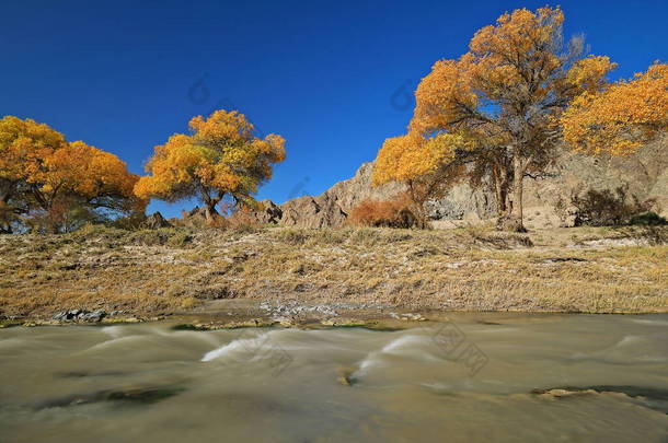 黄叶白杨树在玉林河昏暗的水面上，在X272县道旁，清澈的蓝天下，通到玉林寺洞中。甘肃省瓜州-中国.