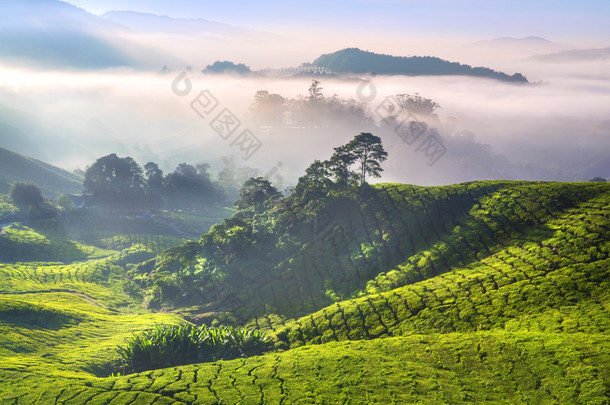 茶叶种植园