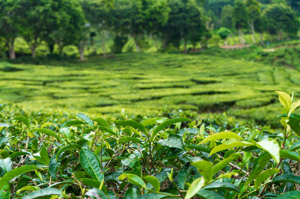 茶园卡梅隆山谷。马来西亚高地的绿山。茶叶生产。绿树成荫的茶叶