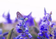 美丽的小蝴蝶坐在夏天的林间空地上, 周围是蓝色的花朵在阳光明媚的日子