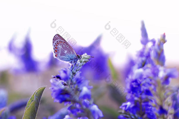 美丽的小蝴蝶坐在夏天的<strong>林间</strong>空地上, 周围是蓝色的花朵在阳光明媚的日子