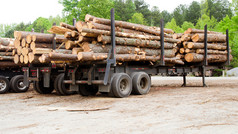松树木材堆放在拖车在等待装运木材围场上