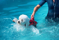 人抱起一只正在游泳的小狗
