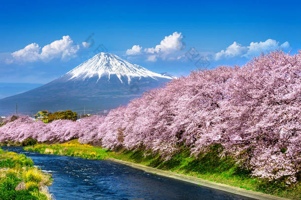 富士山和樱花在春天，日本.