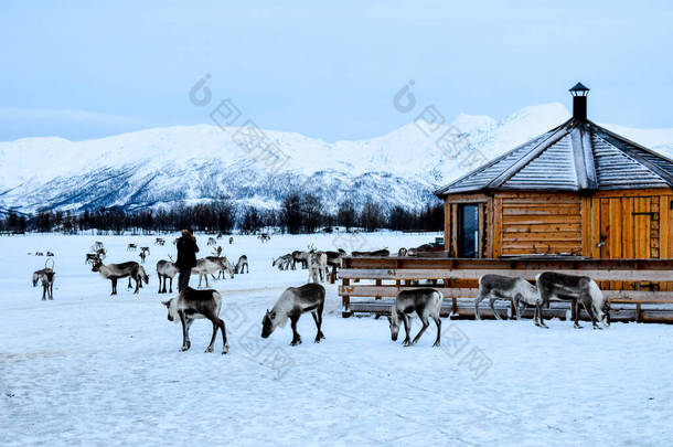 挪威特罗姆瑟附近传统的萨米人营地和驯鹿群