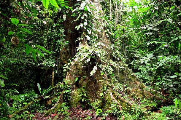 秘鲁亚马逊河上的丛林，南美洲