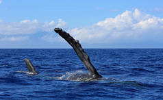 鲸鱼侧鳍-座头鲸，夏威夷毛伊岛