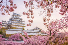 姬路市，日本姬路城堡在春天樱花盛开的季节. 