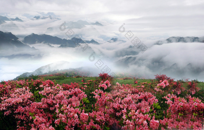 春雾山风景与桃花开