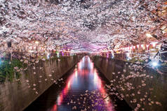 樱花在日本东京，晚上排目黑运河。4 月在日本东京的春天.