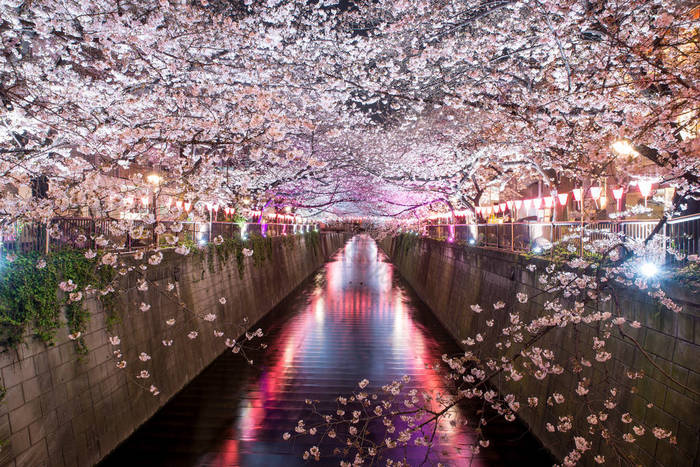 樱花在日本东京，晚上排目黑运河。4 月在日本东京的春天.