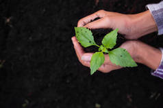 在土壤上紧密扶持小树。植树是为了保护环境，植树日，卡片是世界地球日的概念。植树领头羊植树.