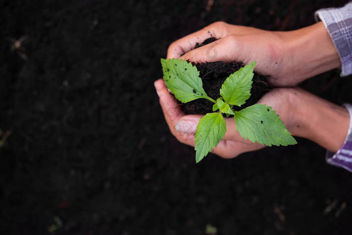 在土壤上紧密扶持小树。植树是为了保护环境，植树日，卡片是世界地球日的概念。植树领头羊植树.