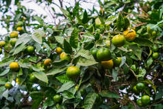 橘子在树上成熟, 但仍然是绿色的。直到完全成熟保持1个月.