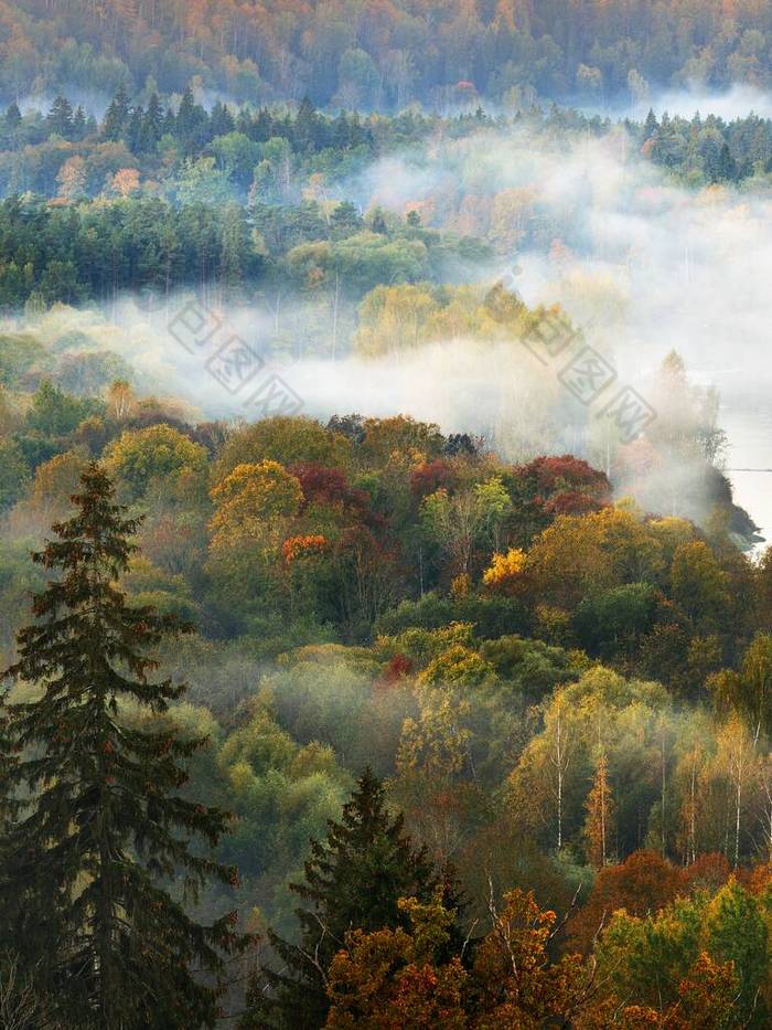 高加河流域和金色的森林在日出时分神秘的晨雾中.拉脱维亚Sigulda 。令人叹为观止的空中景观纯自然、环境保护、生态旅游