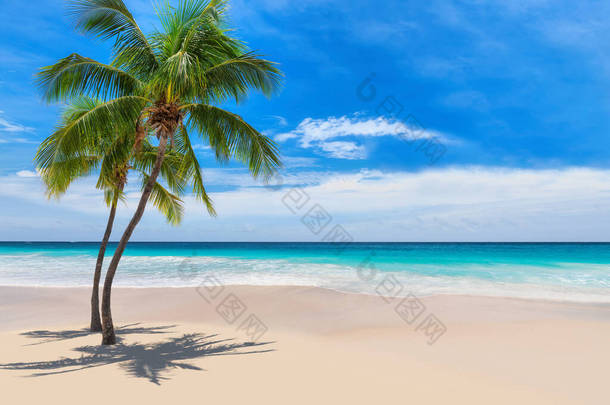 加勒比海岛上有椰子树和绿松石海的热带白色沙滩.