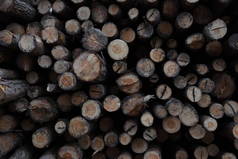 一堆堆被砍倒的松树原木在森林里.木材原木、木材采伐、工业破坏、森林消失、非法采伐
