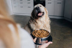 裁剪视图的妇女拿着碗与宠物食物附近的可爱的金毛猎犬 