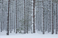 美国密歇根州上半岛Hiawatha国家森林的雪松林冬季景观