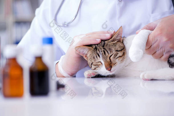 猫访查兽医作定期检查