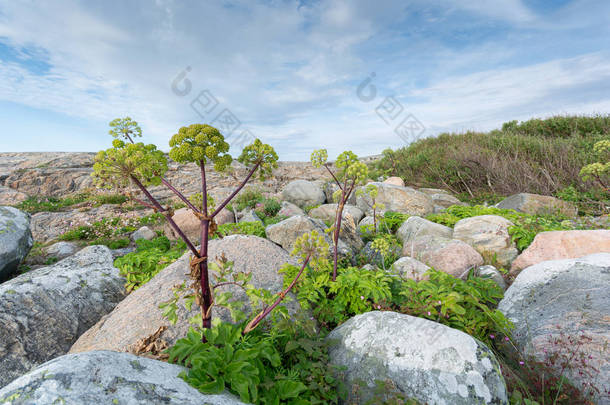 地中海植物岩石桑皮里或克里斯穆姆马蒂玛在r
