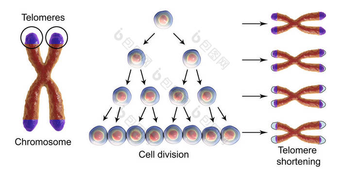 端粒缩短, 每轮细胞分裂