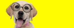 可爱的拉布拉多猎犬，长着大眼睛，戴着眼镜，在黄色背景上伸出舌头