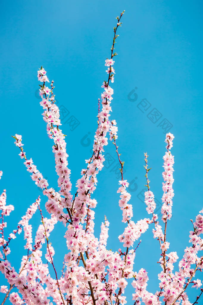 在花园和天空中有粉红色樱桃花的开花树.