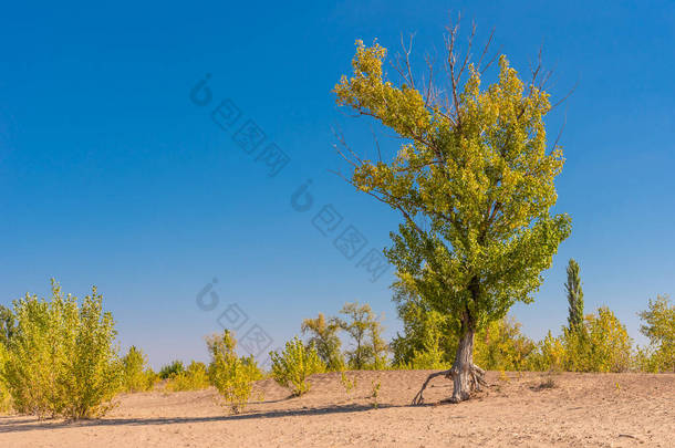 美丽的秋天风景，树长在沙丘上