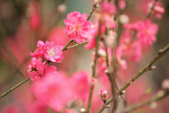 樱花为中国新的一年